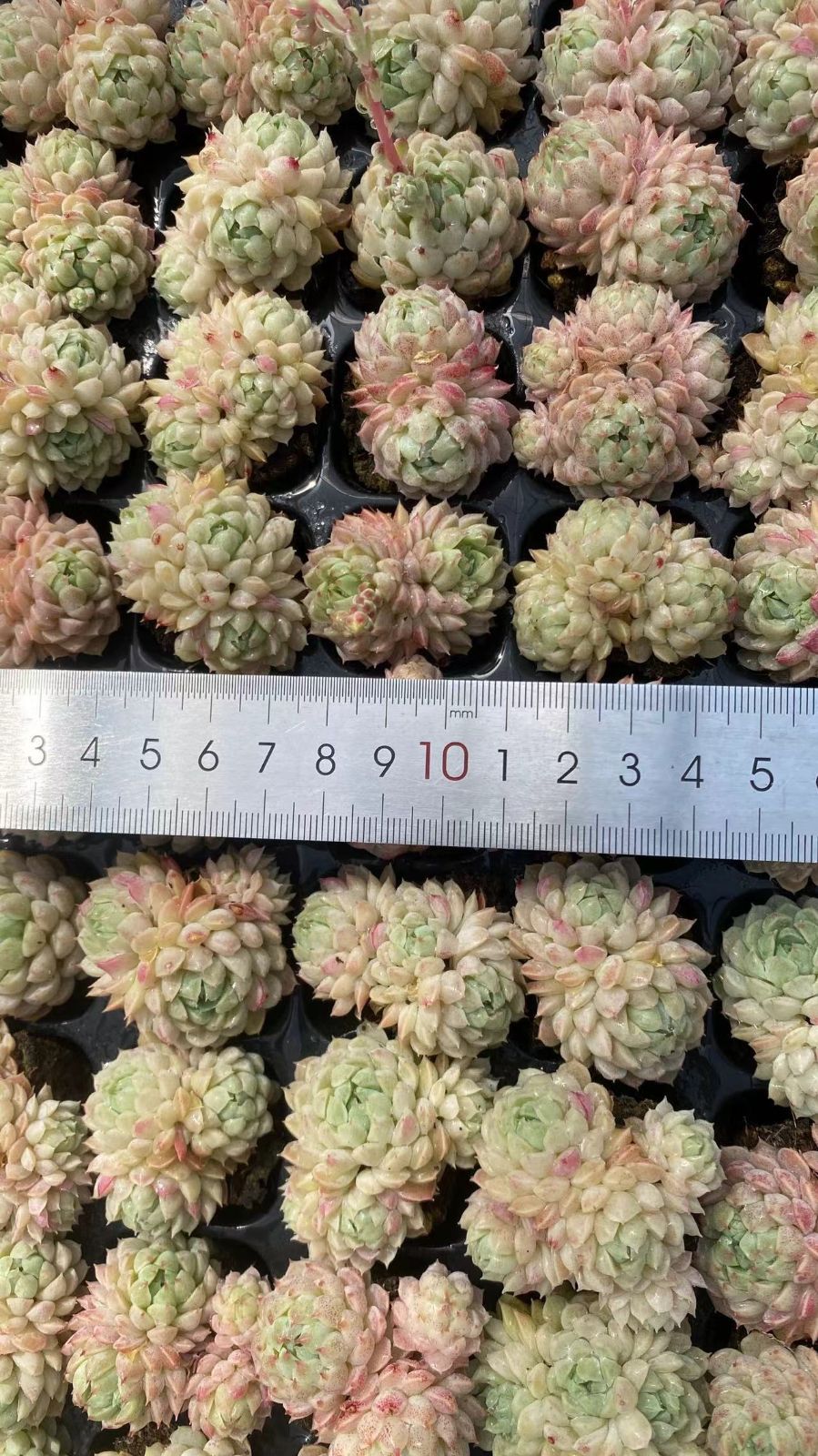新入荷 ヨウシニシキ 鮮やかな105苗セット 土と根付き 多肉植物