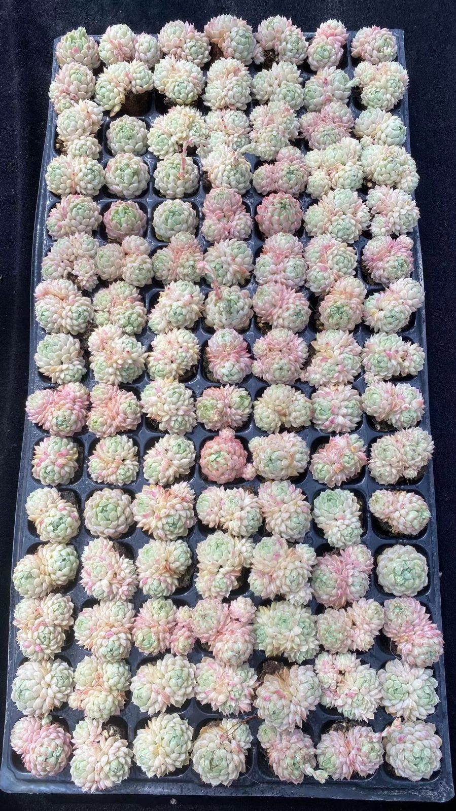 新入荷 ヨウシニシキ 鮮やかな105苗セット 土と根付き 多肉植物