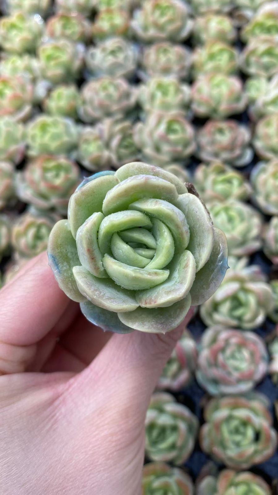 新入荷 チビミドリ 鮮やかな128苗セット 土と根付き 多肉植物