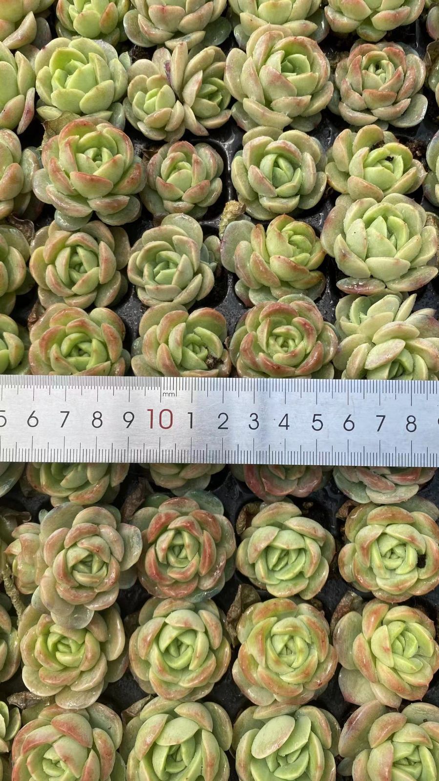 新入荷 チビミドリ 鮮やかな128苗セット 土と根付き 多肉植物