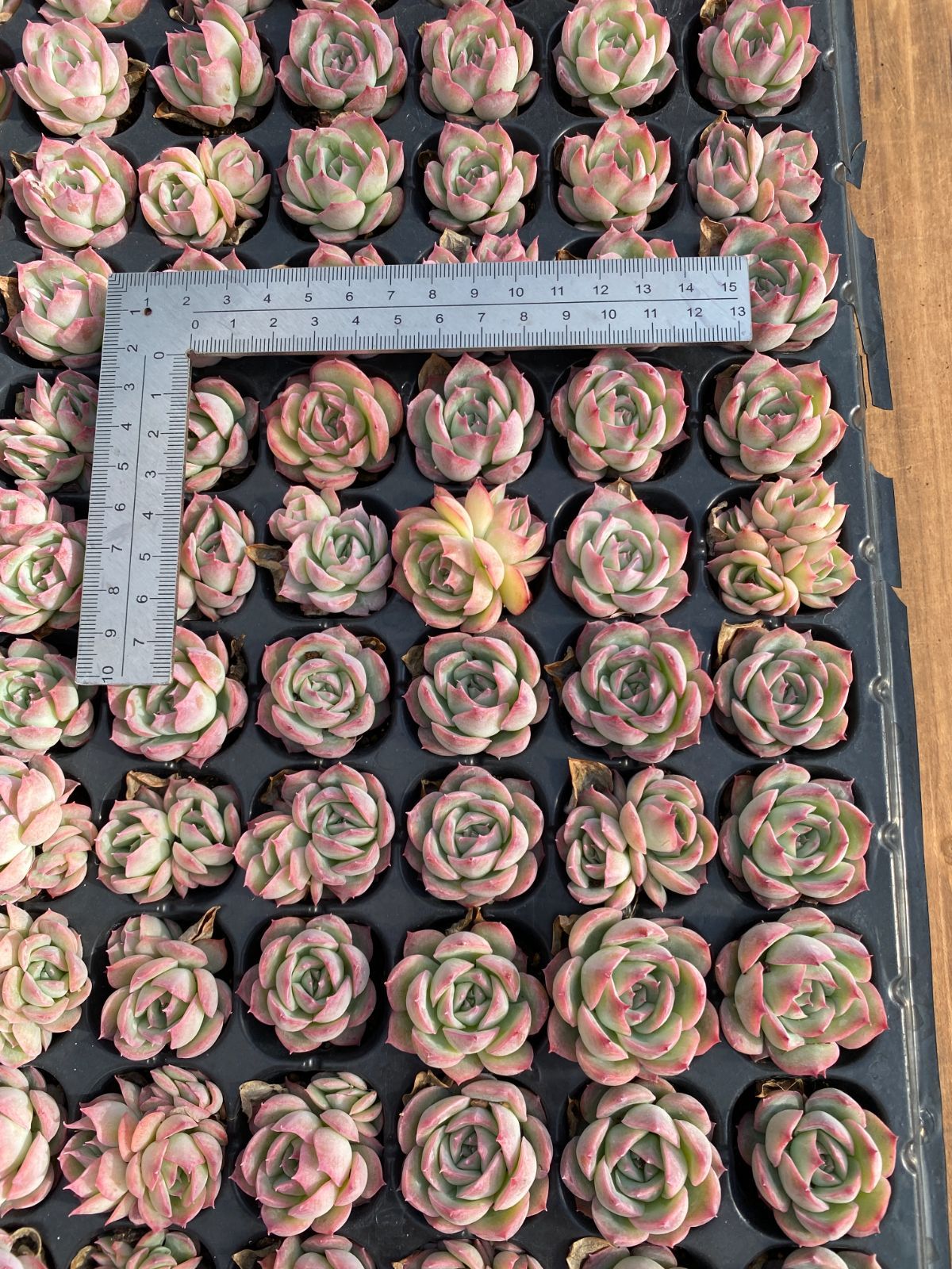 新入荷 フランスローズ 鮮やかな105苗セット 土と根付き 多肉植物