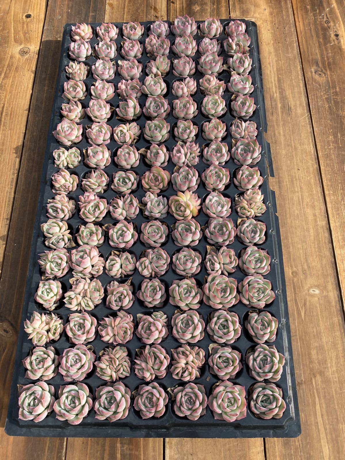 新入荷 フランスローズ 鮮やかな105苗セット 土と根付き 多肉植物
