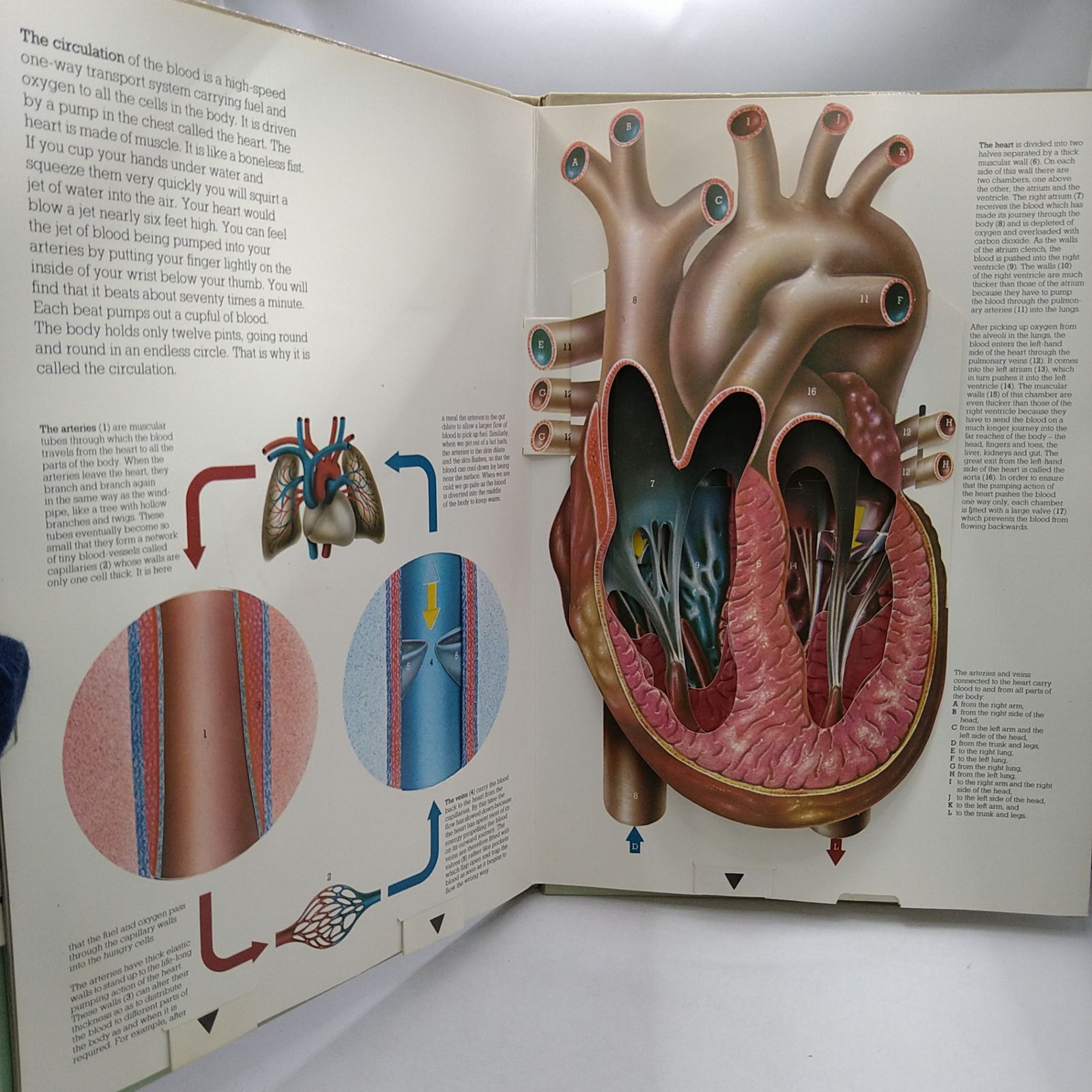 ヴィンテージ飛び出す絵本　人間の体　The Human Body ビンテージ洋書】THE HUMAN BODY 仕掛け絵本 飛び出す絵本 人体