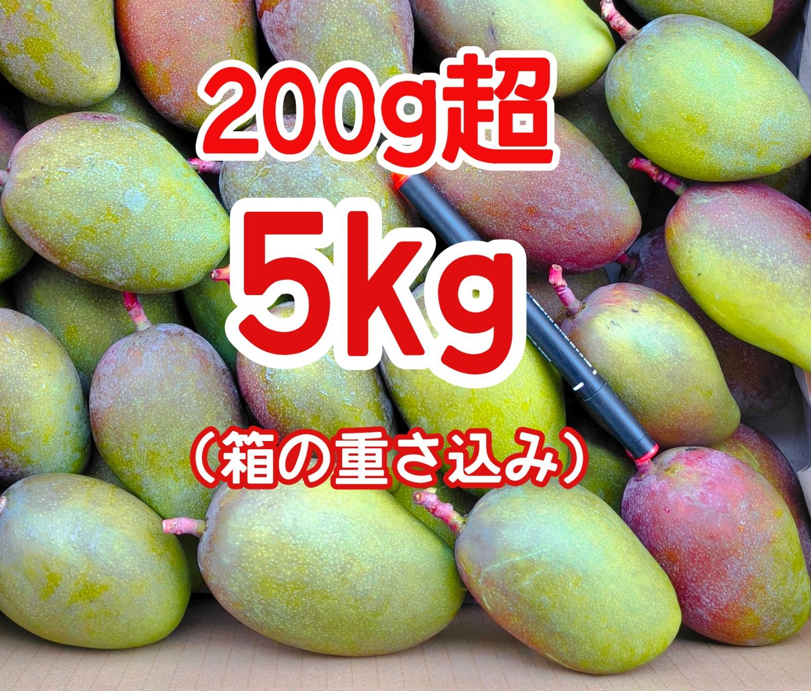 摘果マンゴー 未熟マンゴー 加工用マンゴー グリーン/ 約5㎏〈200g超