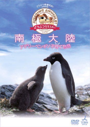 「どうぶつ奇想天外!」presents南極大陸・アデリーペンギン子育て物語 [DVD]