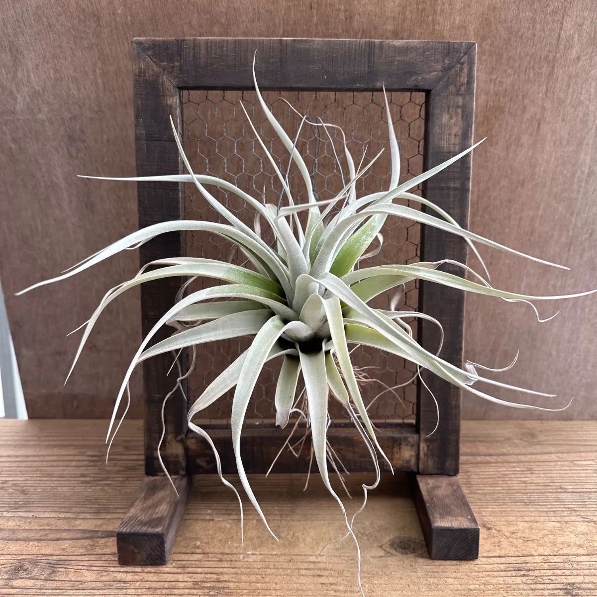 ★ハンドメイド★チランジア キセログラフィカ X チアペンシス 木製フレームスタンド付き Tillandsia xerographica X chiapensis ティランジア エアプランツ エアープランツ 現品 植物 珍奇植物 珍奇 珍しい レア 希少