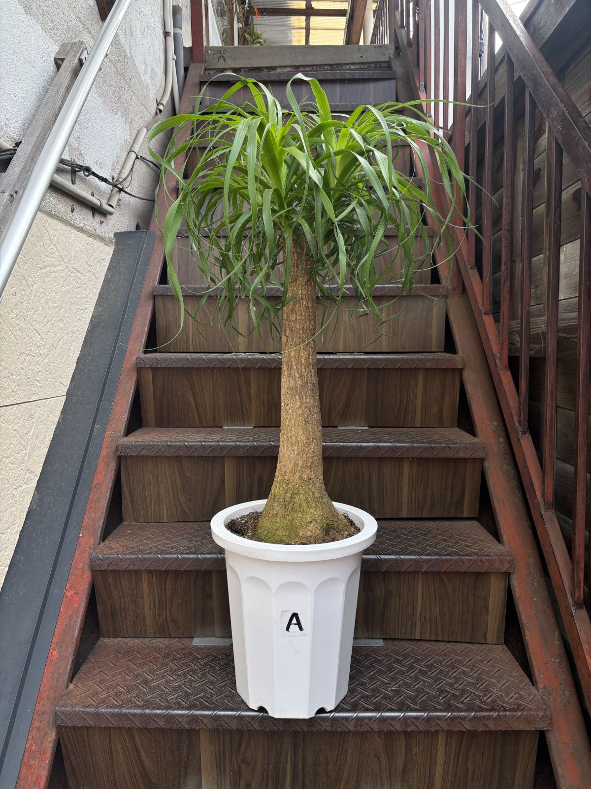 トックリラン ポニーテール ノリナ 約110cm 尺鉢 ラベルA
