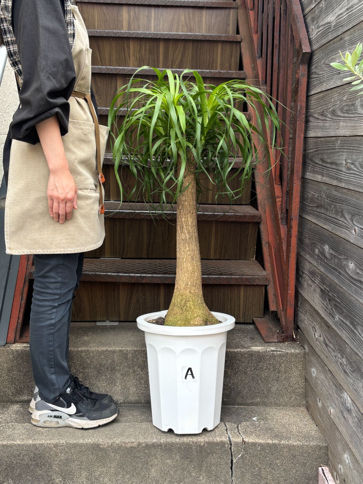 トックリラン ポニーテール　ノリナ　約110cm 尺鉢 ラベルA