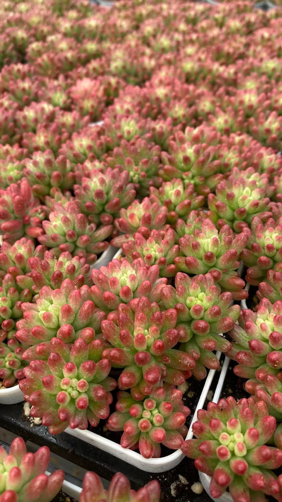 在庫処分 32鉢の土鉢付きセット 虹の玉錦 多肉植物 佐川急便発送