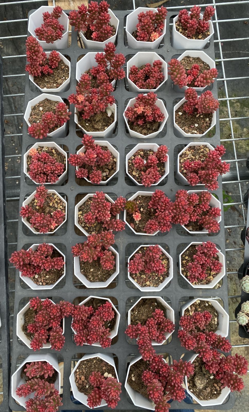 在庫処分 32株の抜き苗セット レッドベリー 多肉植物 佐川急便発送