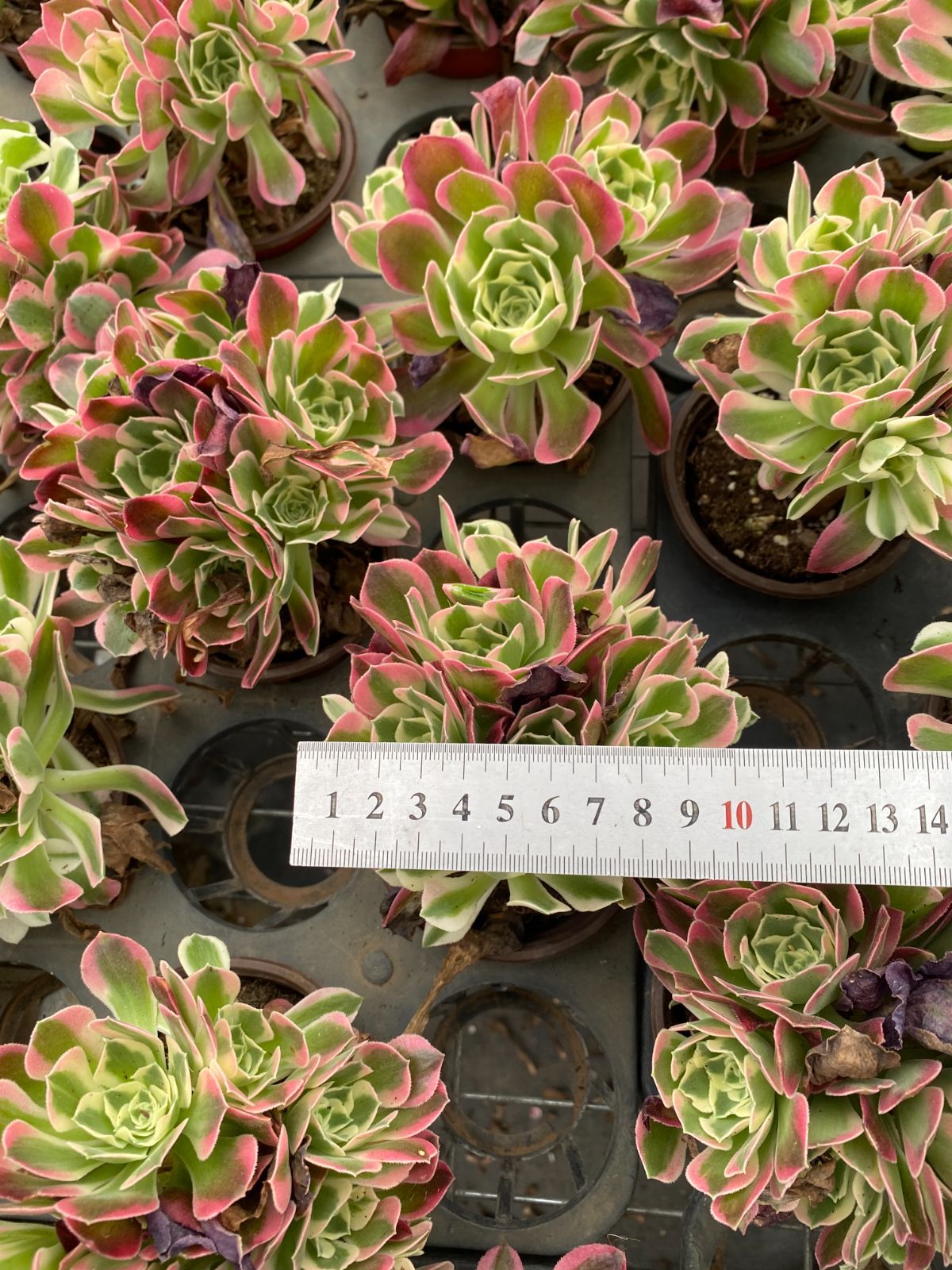 新入荷 20株の抜き苗セット ハクホウ 多肉植物 佐川急便発送