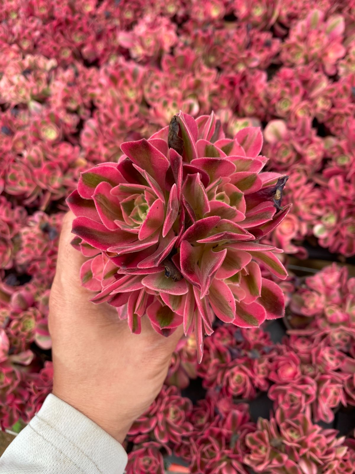新入荷 20株の抜き苗セット コウヒ 多肉植物 佐川急便発送 エケベリア