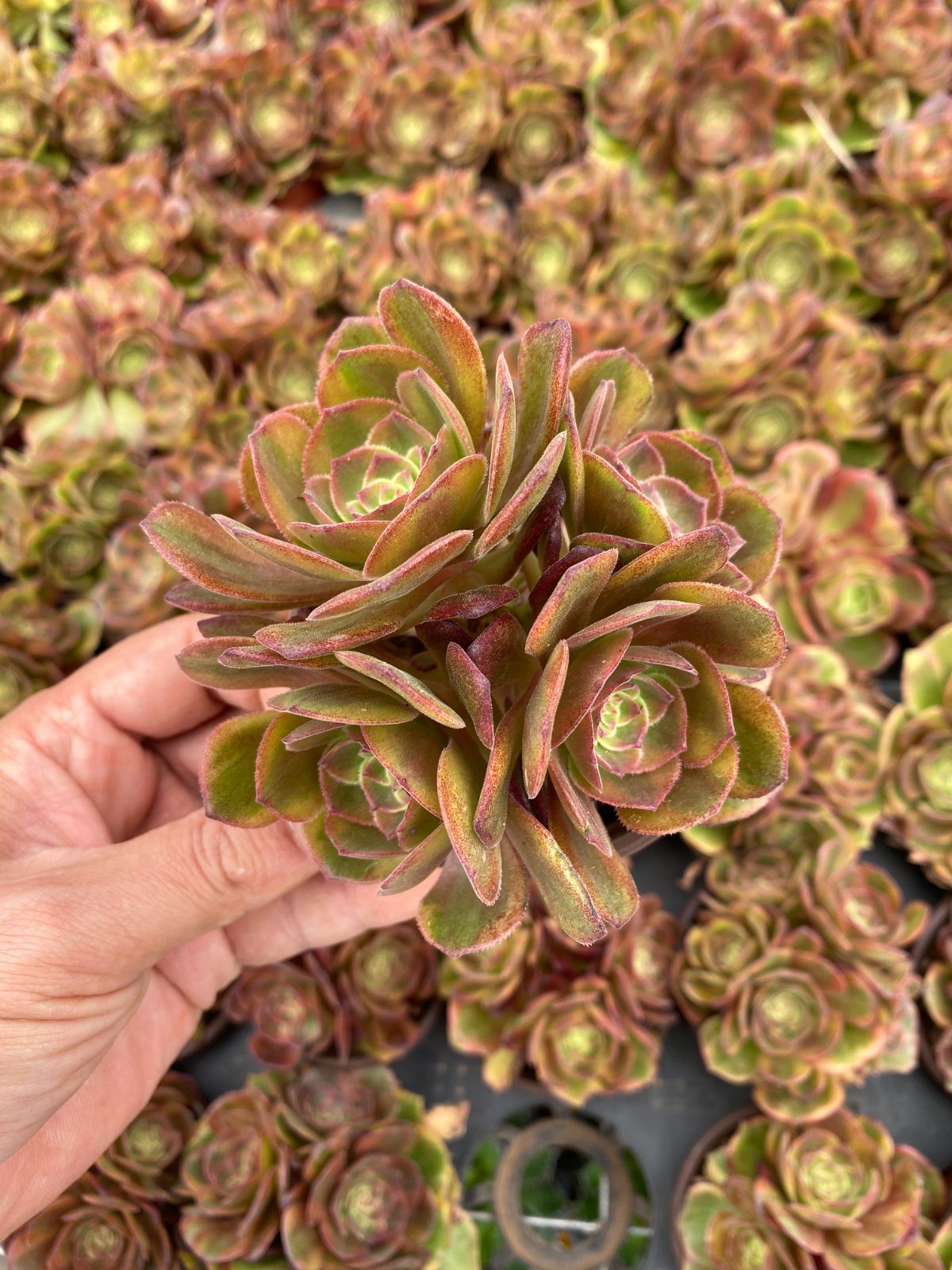 新入荷 20株の抜き苗セット ファイアフォックス 多肉植物 佐川急便発送