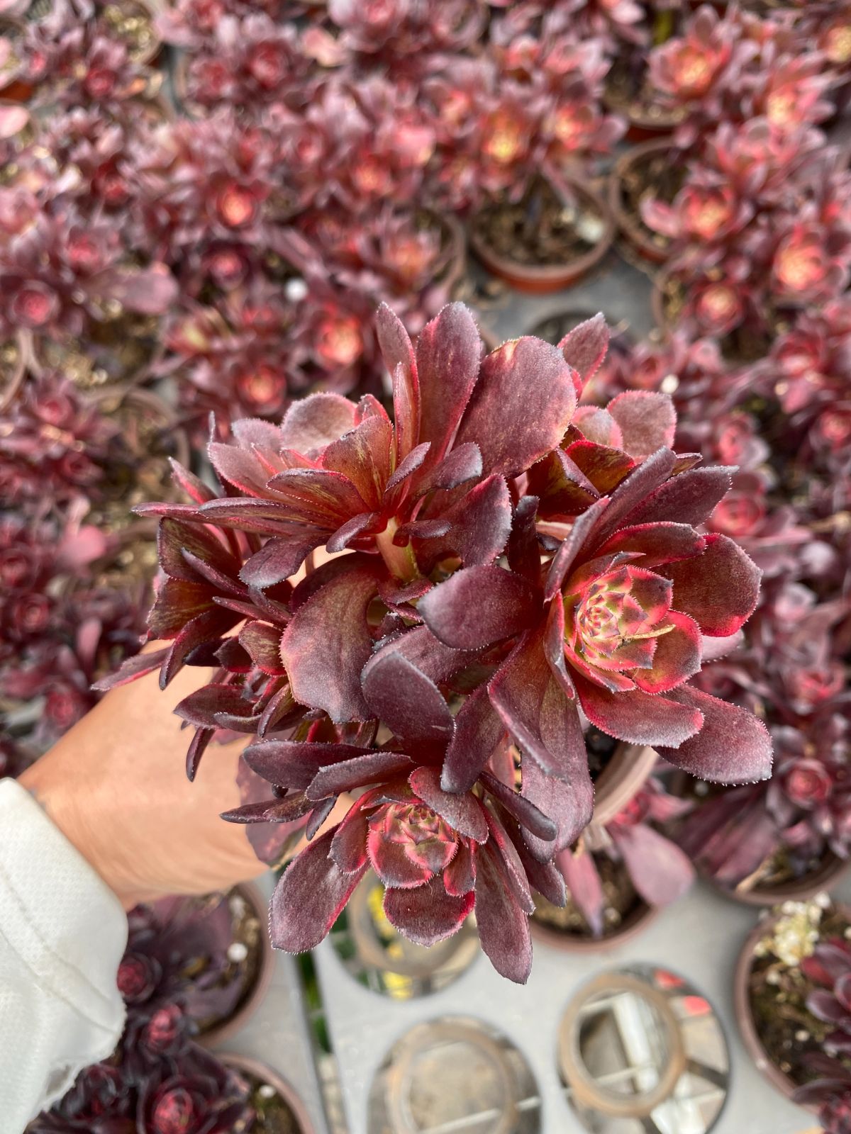 新入荷 20株の抜き苗セット ヒグレグモ 多肉植物 佐川急便発送