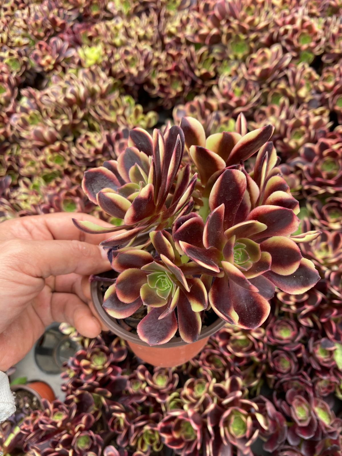新入荷 20株の抜き苗セット オウカリパーフェクトブーケ 多肉植物 佐川