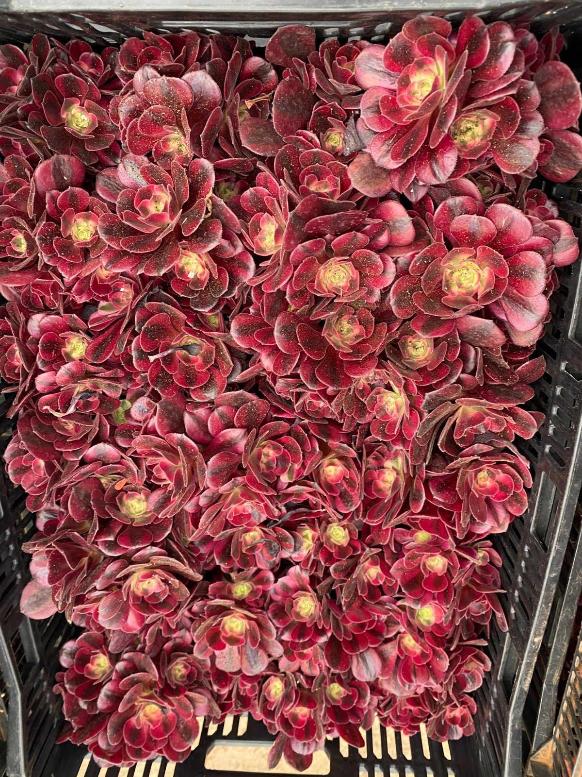 新入荷 20株の抜き苗セット メドゥーサ 多肉植物 佐川急便発送