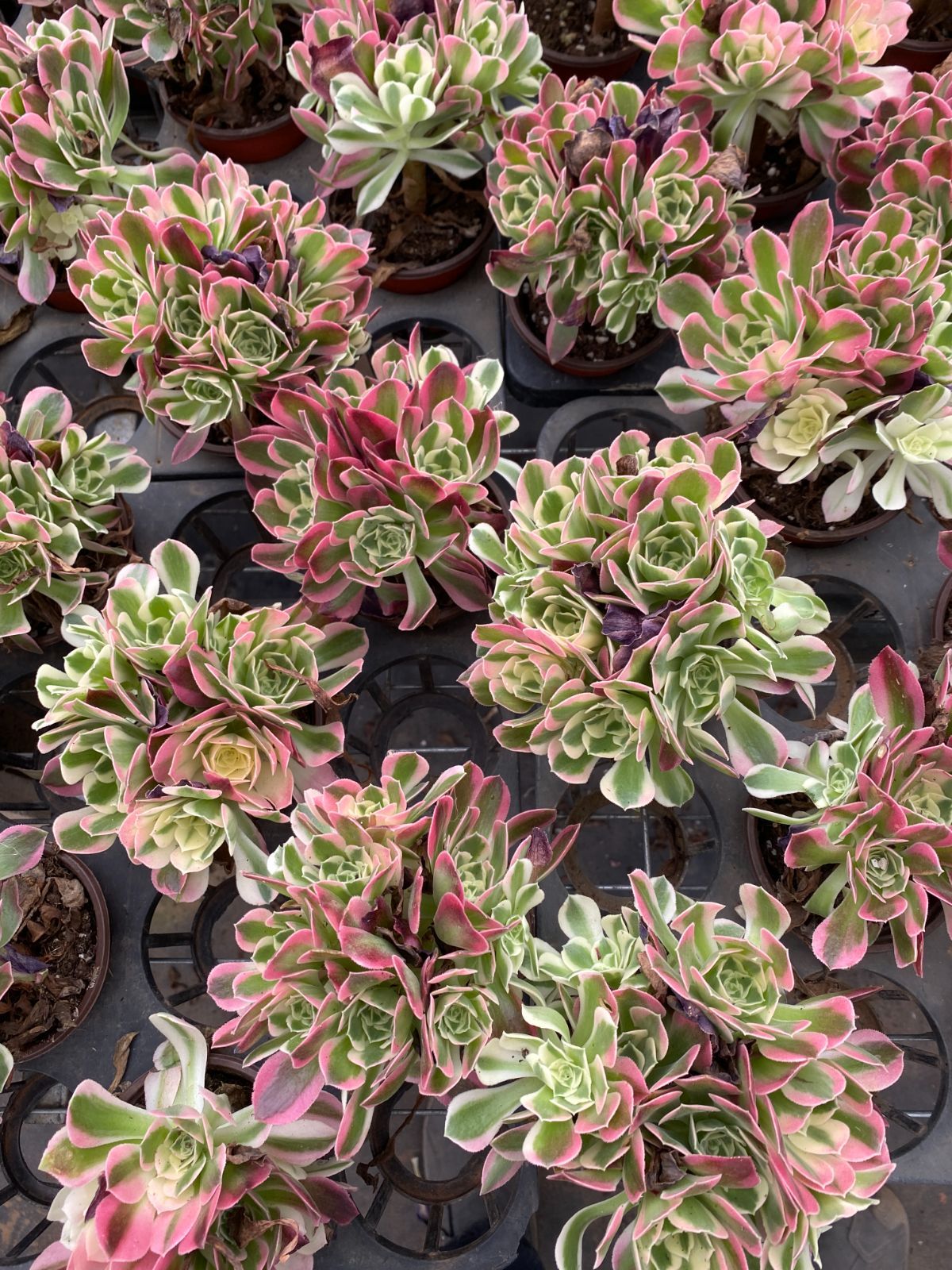 新入荷 20株の抜き苗セット ハクホウ 多肉植物 佐川急便発送