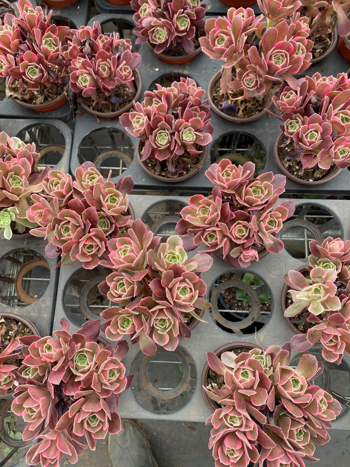 Top【選抜株】多肉植物　24321ソギョン（石英）　24個　鉢無し/脱土 新入荷 20株の抜き苗セット ジョヨウ 多肉植物 佐川急便発送