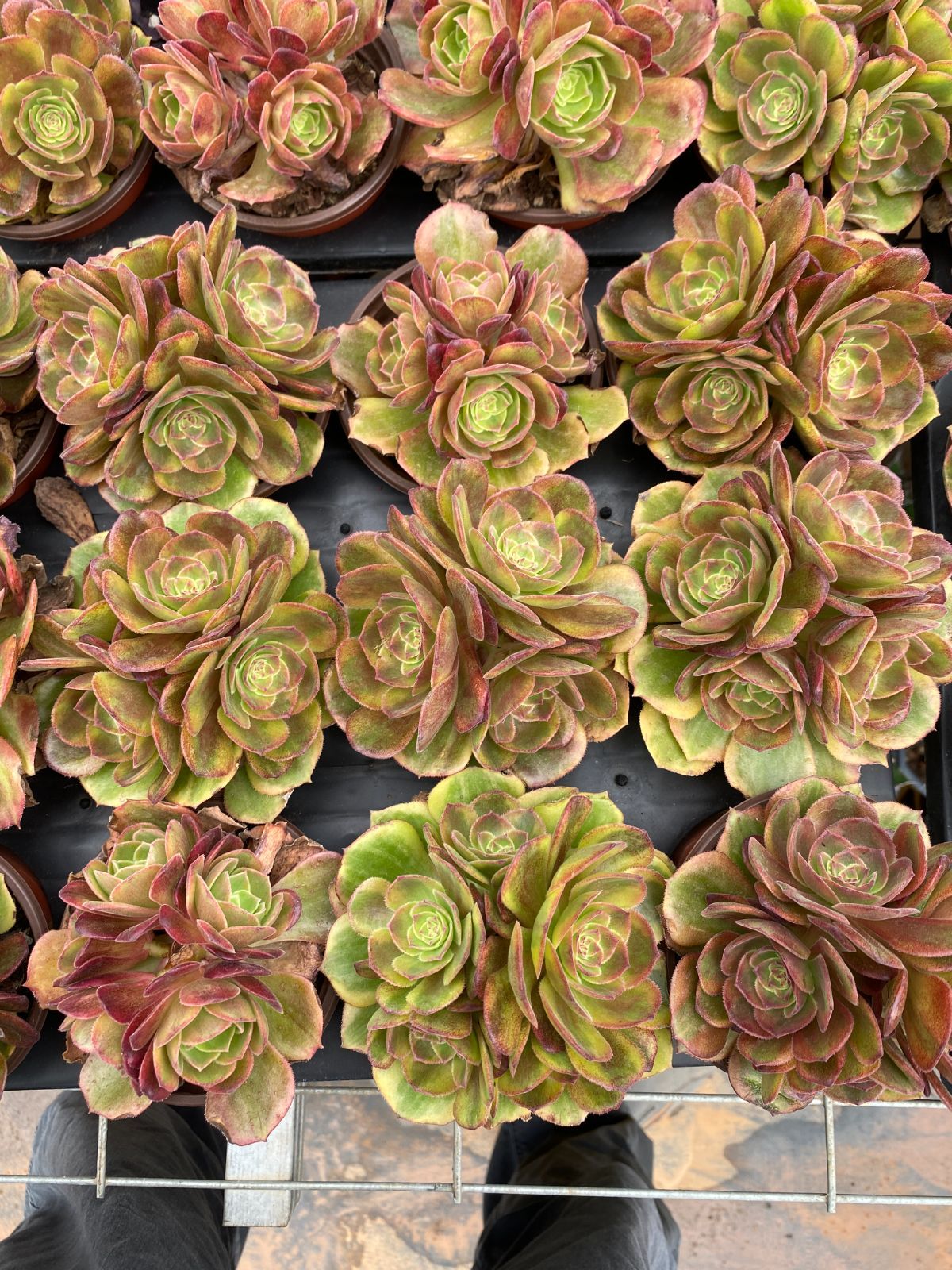 新入荷 20株の抜き苗セット ファイアフォックス 多肉植物 佐川急便発送