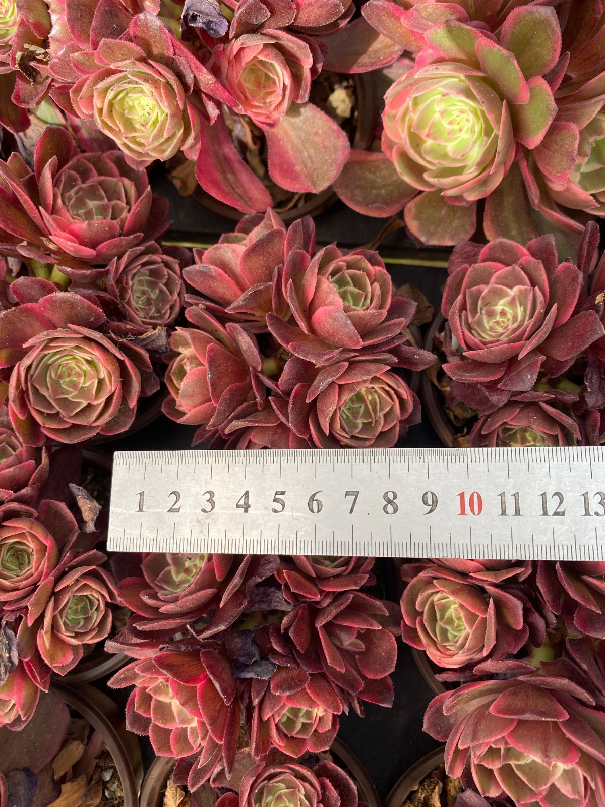 25#多肉植物アエオニウム❤️ ナガ女王 セッカ ❤️19cm拔き苗 新入荷 20株の抜き苗セット アエオニウム・アンナ 多肉植物 佐川急便