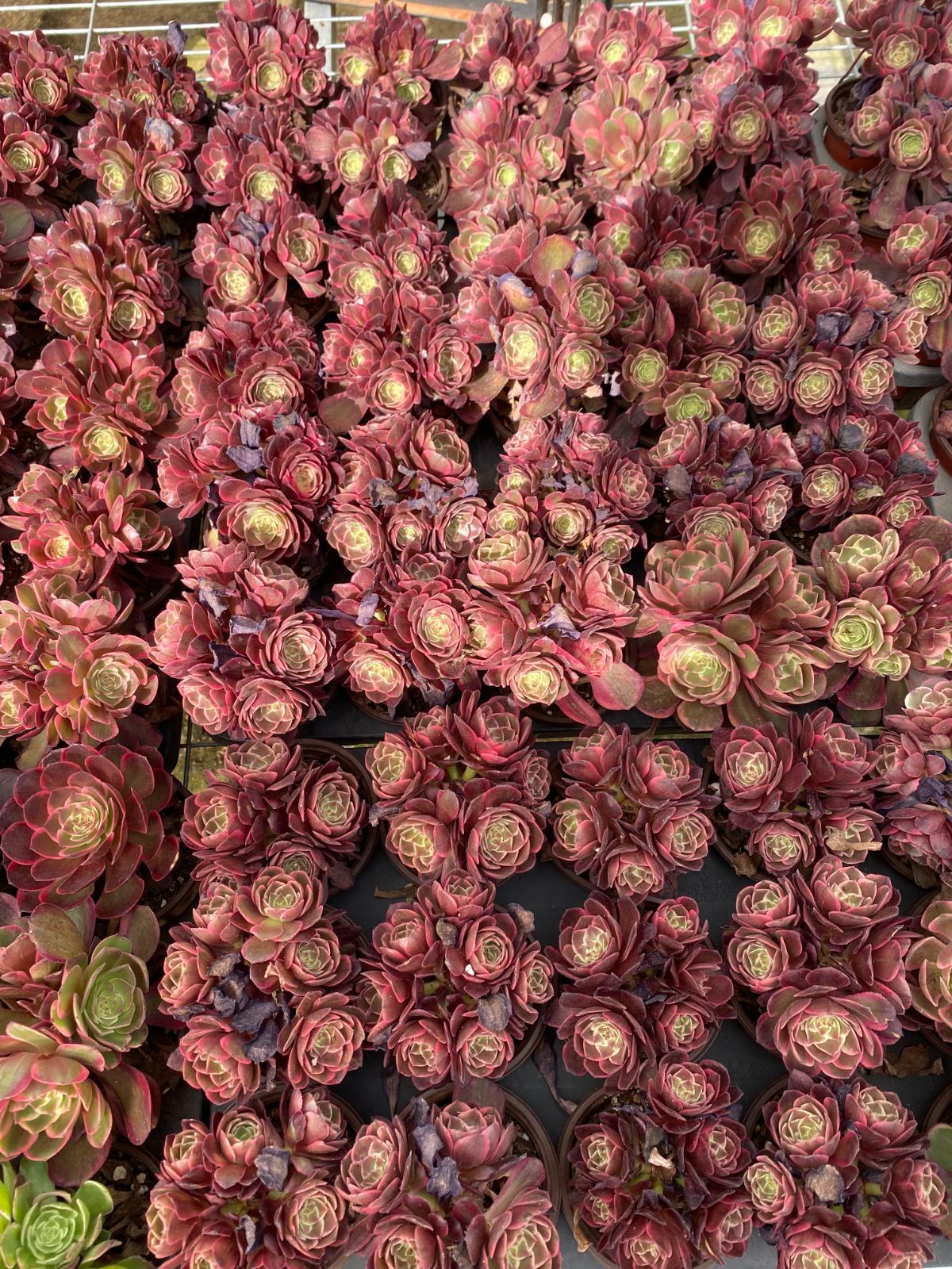 新入荷 20株の抜き苗セット アエオニウム・アンナ 多肉植物 佐川急便