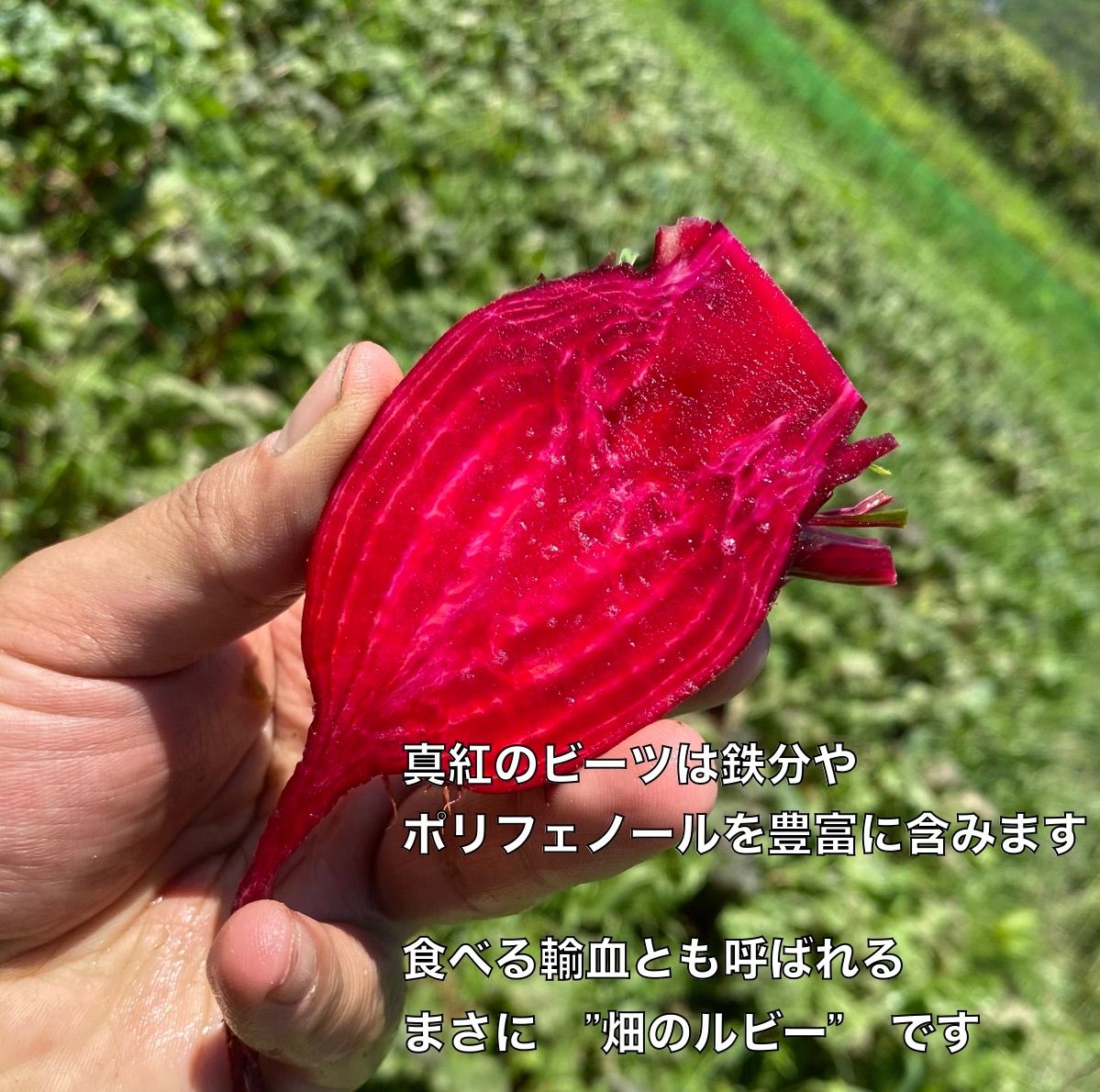 赤穂ビーツ 2kg＊畑のルビー＊農薬不使用 - メルカリ