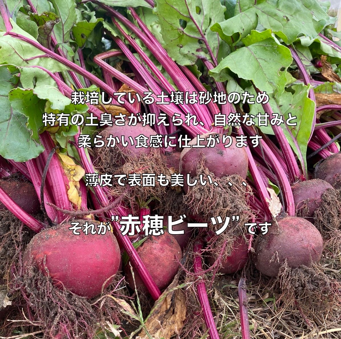 赤穂ビーツ 2kg＊畑のルビー＊農薬不使用 - メルカリ
