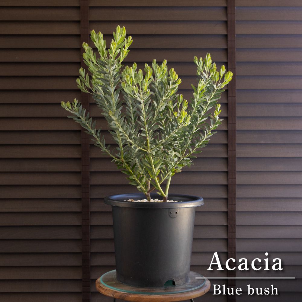 アカシア ブルーブッシュ 8号 Acacia Blue bush オージープランツ 庭木 植木 0605BK