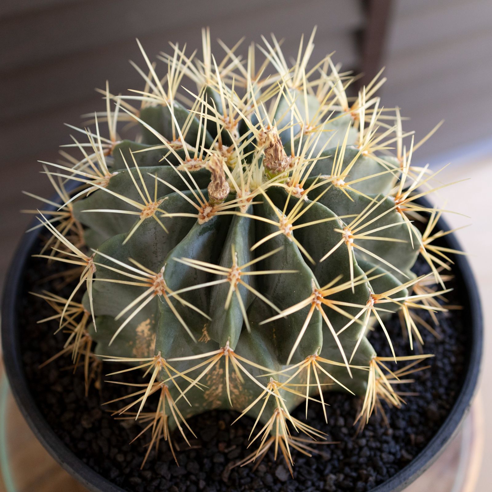 発根済】24cm 王冠竜 フェロカクタス ブルーバレルカクタス サボテン 8