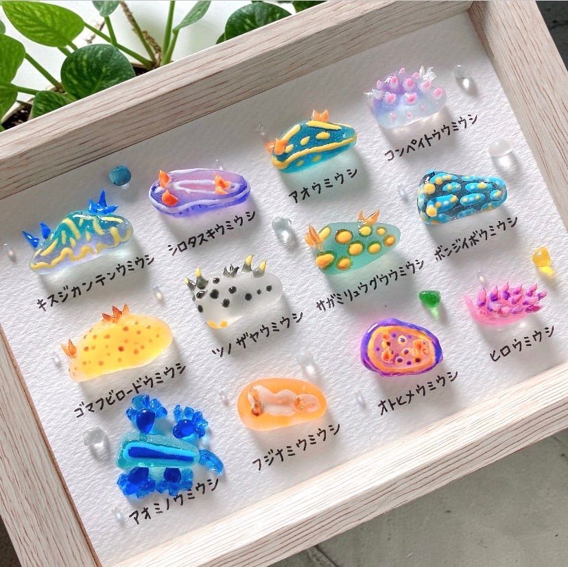 クーポンあり❣️ウミウシ図鑑12種❣️シーグラスアート お魚立体図鑑