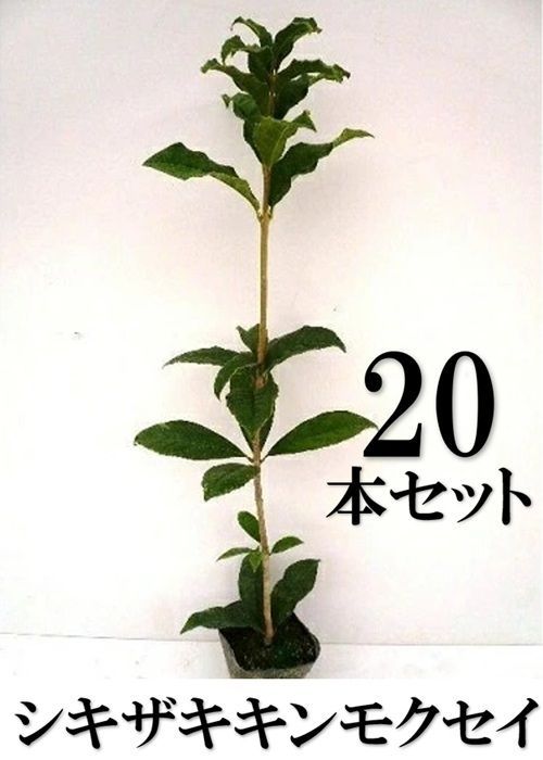 【20本セット】キンモクセイ シキザキキンモクセイ樹高0.3m前後10.5cmポット