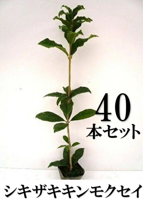 【40本セット】キンモクセイ シキザキキンモクセイ樹高0.3m前後10.5cmポット