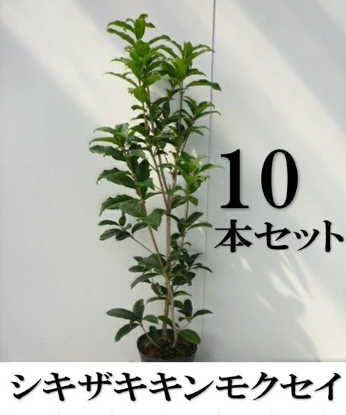 【10本セット】キンモクセイ シキザキキンモクセイ樹高0.5m前後15cmポット
