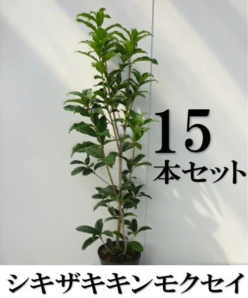 【15本セット】キンモクセイ シキザキキンモクセイ樹高0.5m前後15cmポット