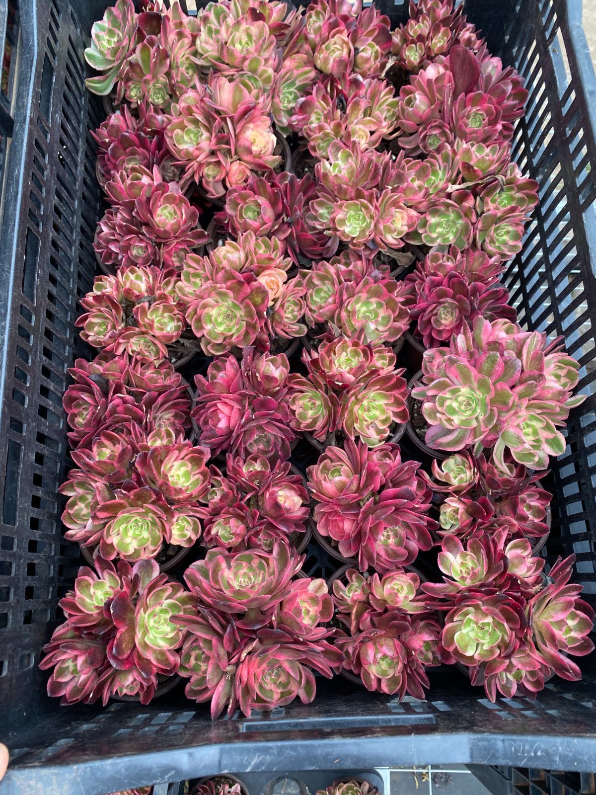 新入荷 ライチ×20株 Z6556抜き苗 多肉植物 詰め合わせ アエオニウム