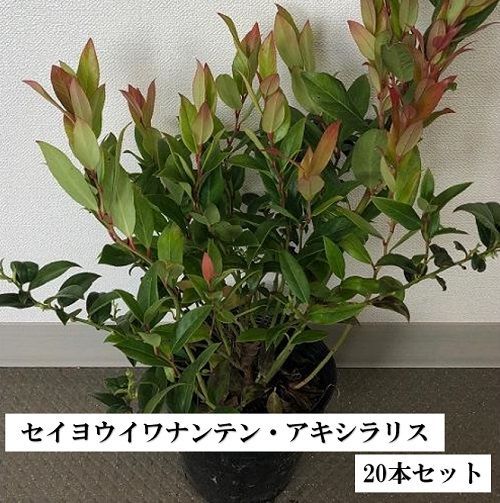 【20本セット】セイヨウイワナンテン アキシラリス樹高0.2m前後15cmポット