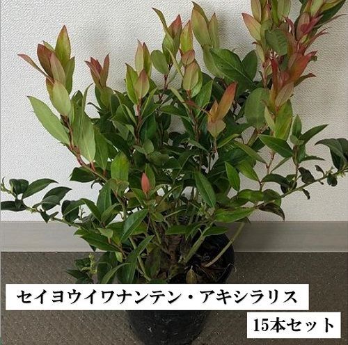 【15本セット】セイヨウイワナンテン アキシラリス樹高0.2m前後15cmポット