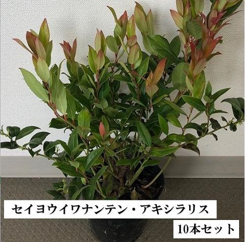 【10本セット】セイヨウイワナンテン アキシラリス樹高0.2m前後15cmポット 8,073円
