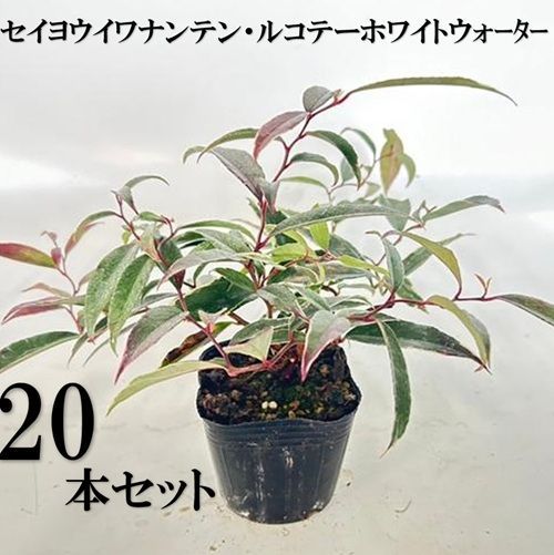 【20本セット】セイヨウイワナンテン ルコテー ホワイトウォーター樹高0.25m前後15cmポット