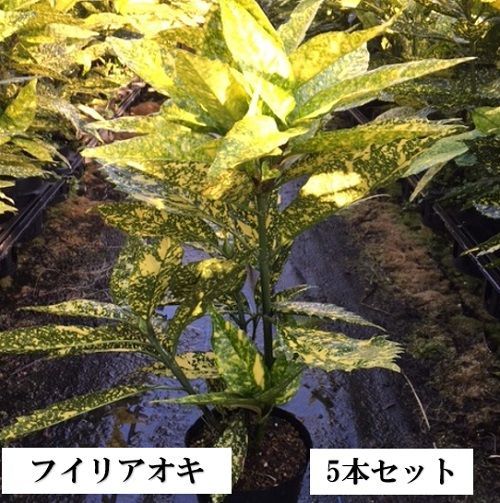【5本セット】フイリアオキ樹高0.3m前後15cmポット