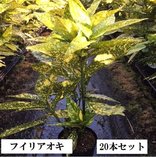 【20本セット】フイリアオキ樹高0.3m前後15cmポット