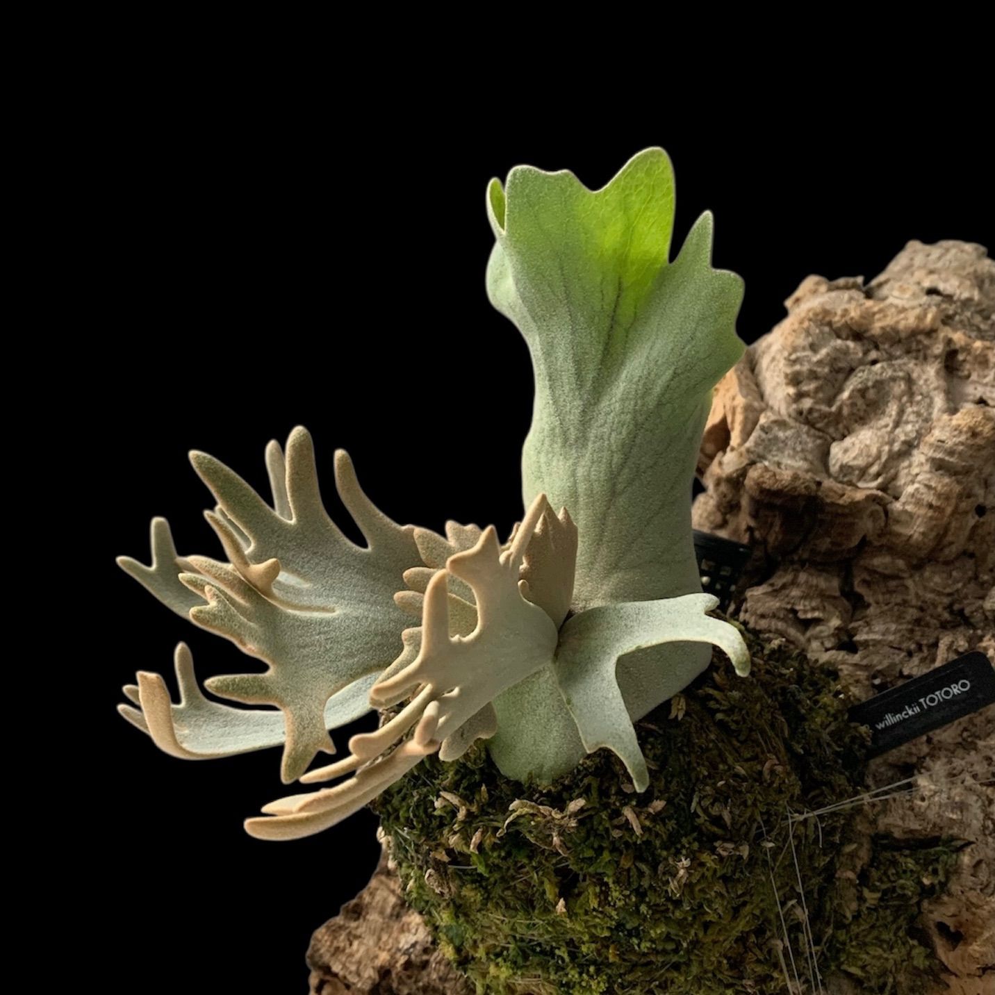 ビカクシダ | P.willinckii 'Yellow Moon Dwarf' (Selected sporeling