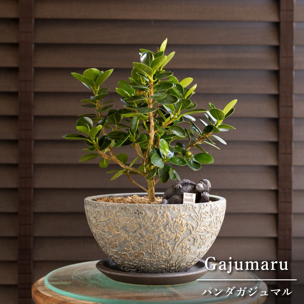 パンダガジュマル 7号 陶器鉢 ピック付 観葉植物 コパンダ ガジュマルの木 0606GG