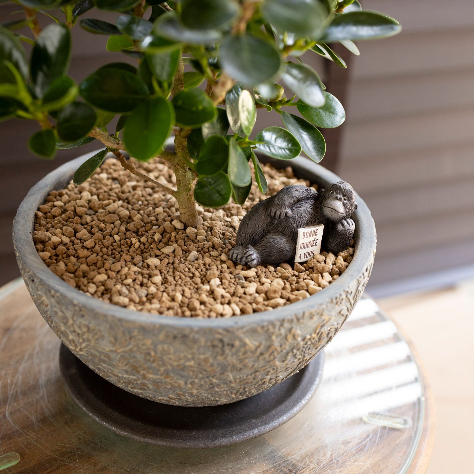 観葉植物 パンダガジュマル 7号 陶器鉢 ピック付 観葉植物 コパンダ