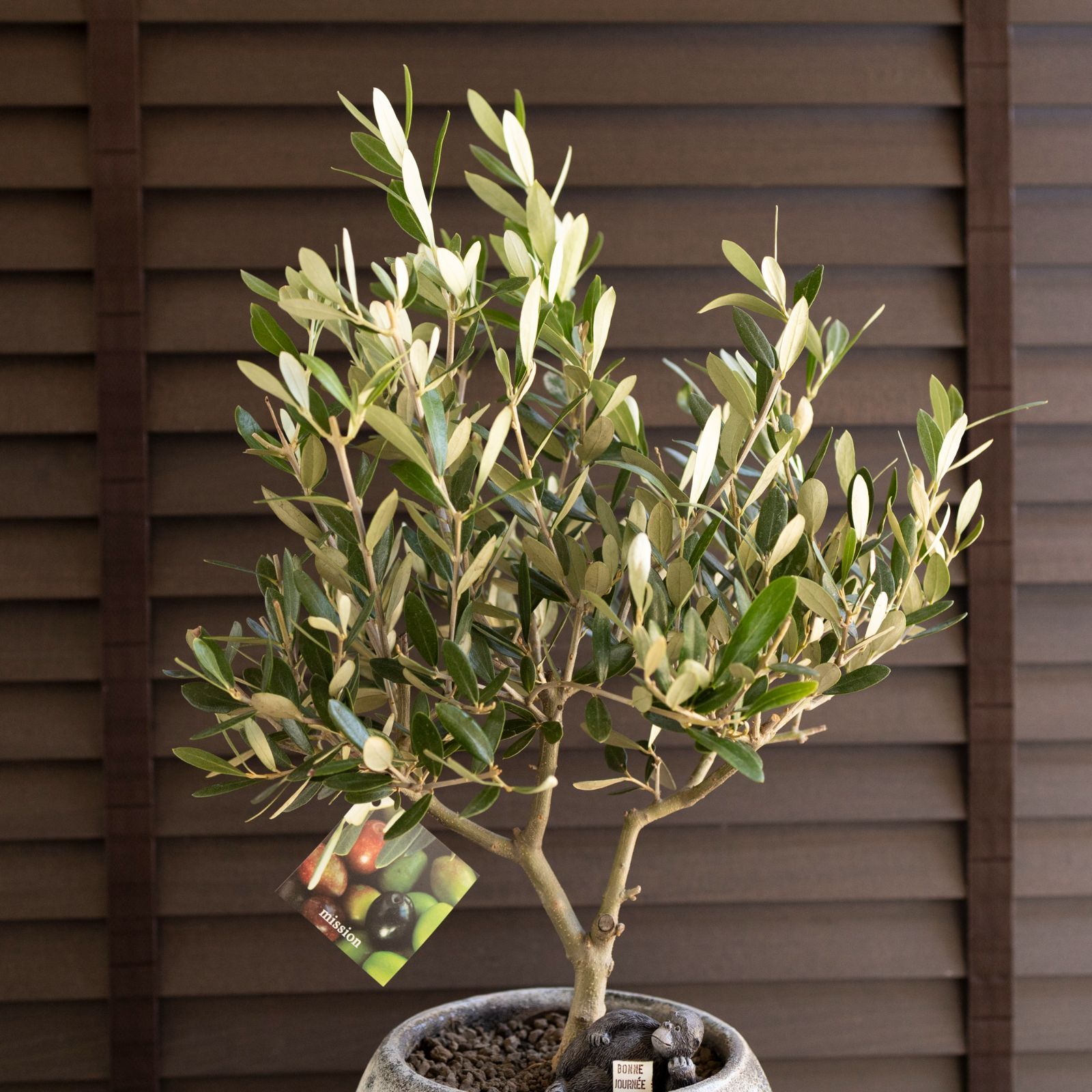 創樹 オリーブ 6号 ミッション 盆栽 SOUJU Mission Olive オリーブの木
