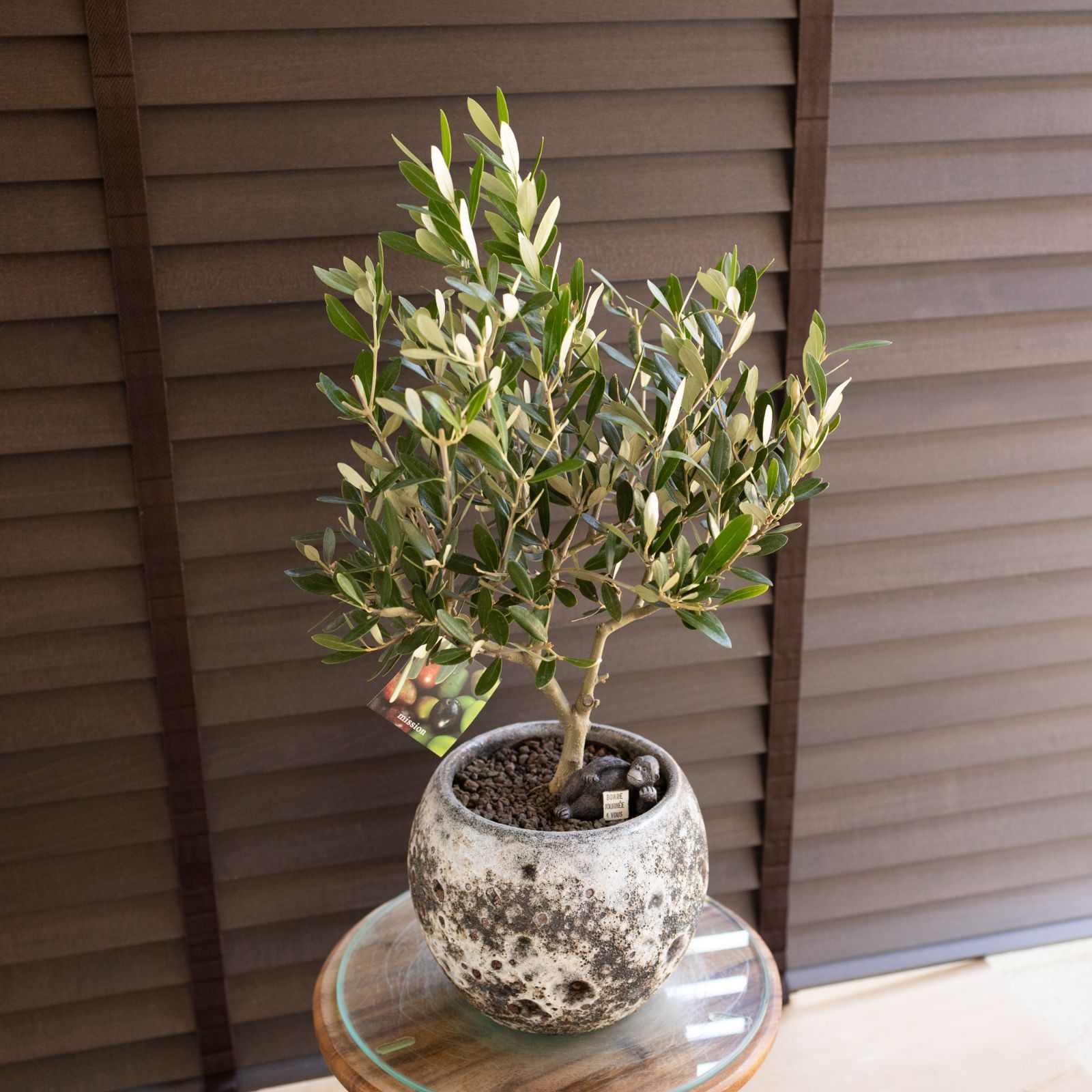 創樹 オリーブ 6号 ミッション 盆栽 SOUJU Mission Olive オリーブの木