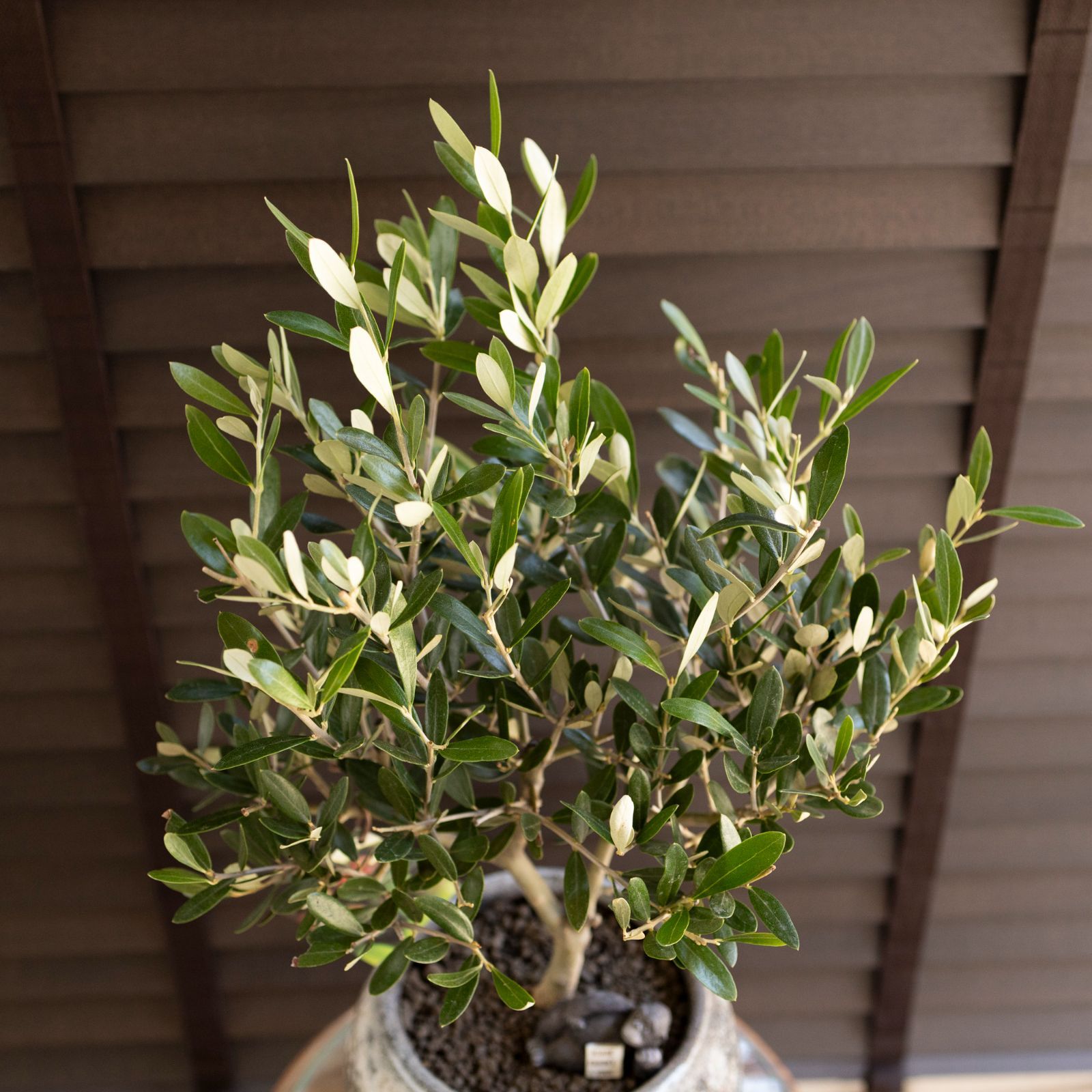 創樹 オリーブ 6号 ミッション 盆栽 SOUJU Mission Olive オリーブの木