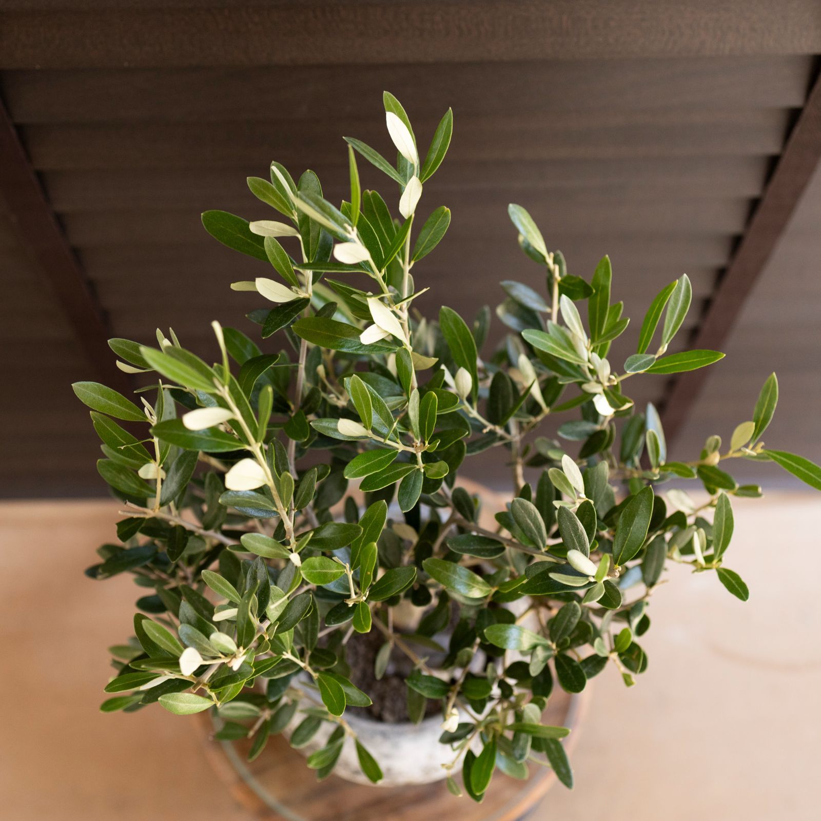 創樹 オリーブ 6号 ミッション 盆栽 SOUJU Mission Olive オリーブの木