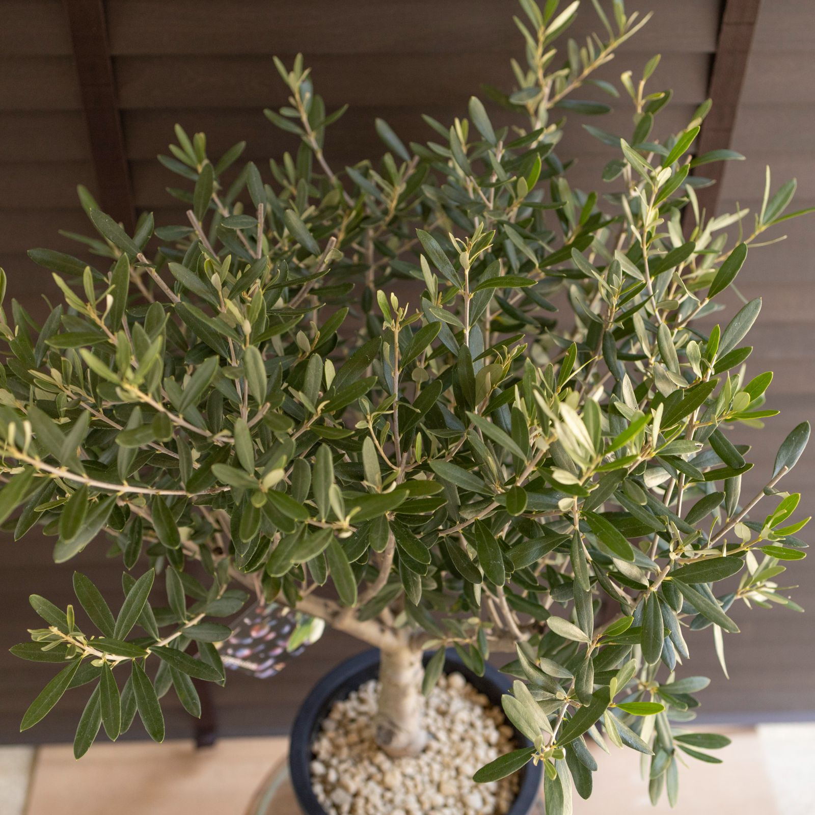 創樹 Olive オリーブの木 7号鉢 SOUJU Cipressino シプレッシーノ