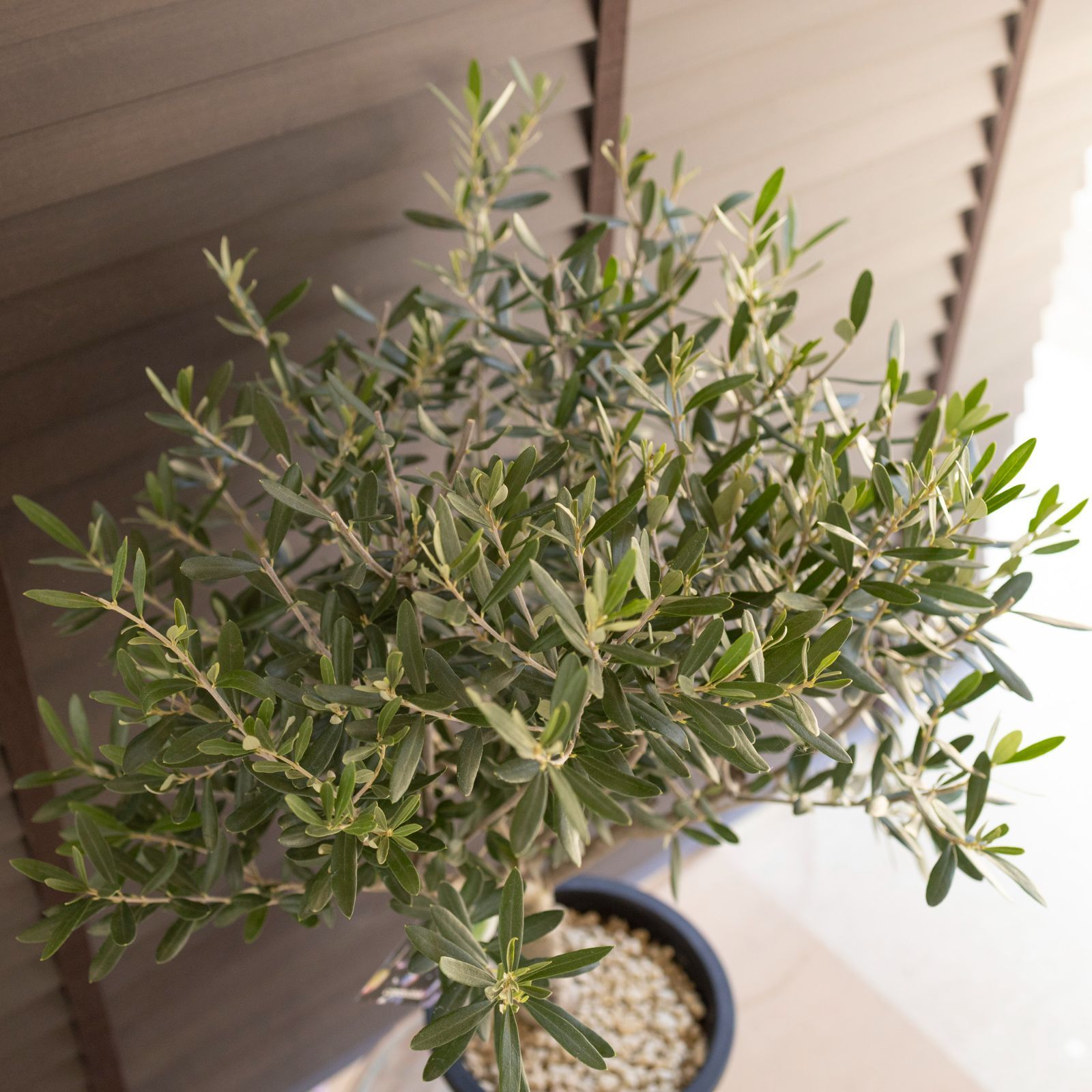 創樹 Olive オリーブの木 7号鉢 SOUJU Cipressino シプレッシーノ